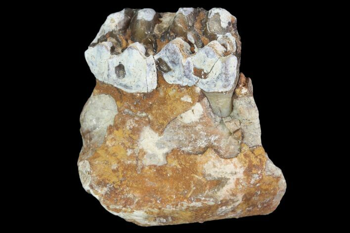 Oligocene Horse (Mesohippus) Jaw Section #101875